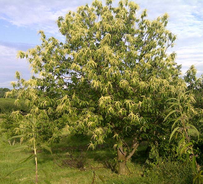 chestnut tree