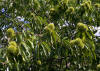 chinese chestnut tree