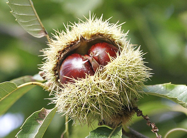 sweet chestnuts